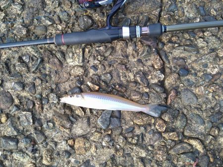 キスの50匹超え